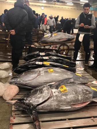 tsukiji mercado de peixes 3