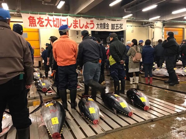 tsukiji mercado de peixes 4