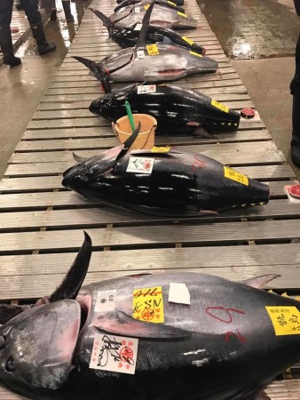 tsukiji mercado de peixes 5