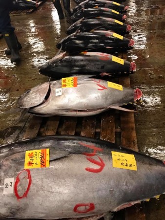 tsukiji mercado de peixes 7