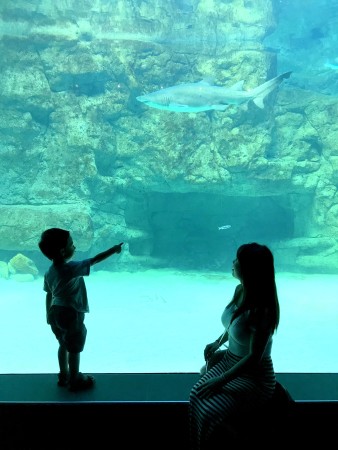 two oceans aquarium-002